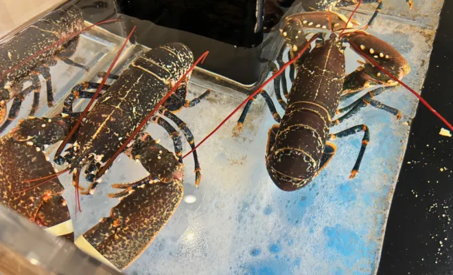 Opération fête des mères et fête des pères avec les homards bleus de Bretagne, Chaponost, Poissonnerie Florent