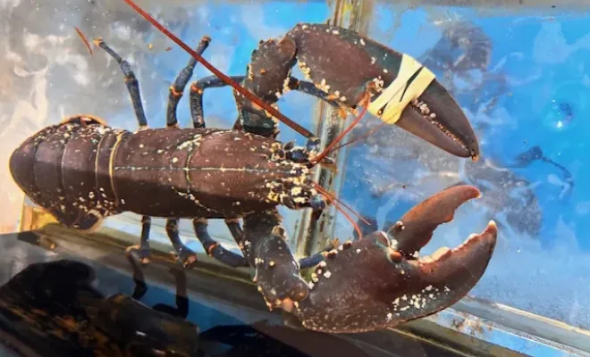 Opération fête des mères et fête des pères avec les homards bleus de Bretagne, Chaponost, Poissonnerie Florent